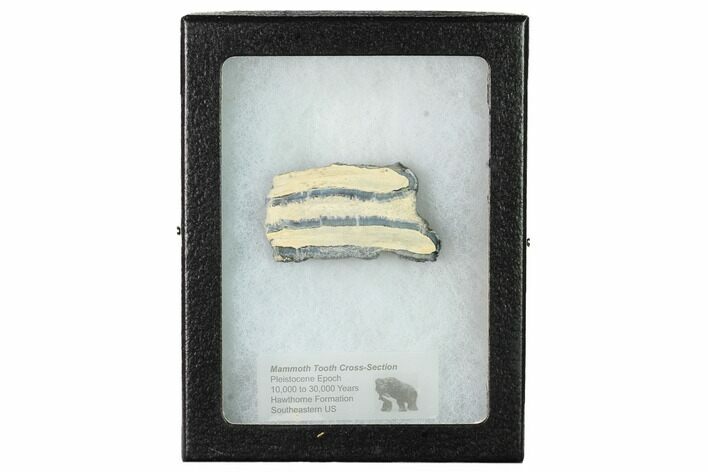 Mammoth Molar Slice with Case - South Carolina #165107